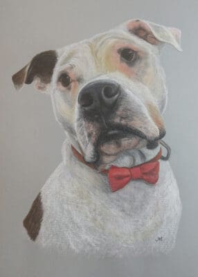 Charlie the Staffordshire Bull Terrier Dog Portrait in Pastels