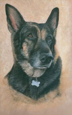Ava the German Shepherd, Dog portrait in Pastels on paper