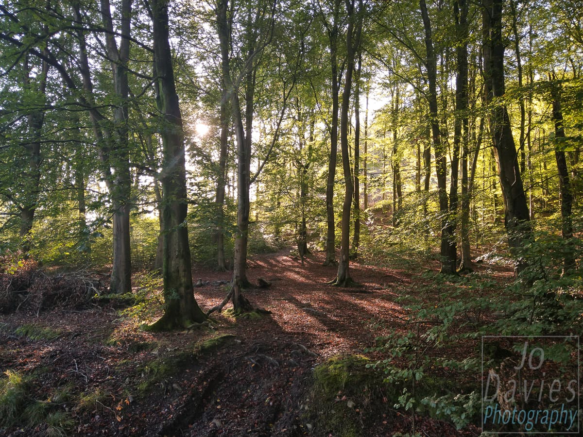 Dog Walks, Woodland, Landscape Photography, Personal Projects