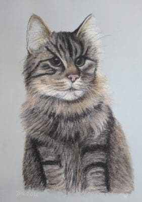 Pet Portrait, Cat, Cat Portrait, Pastel, Artist, Drawing, Painting, hand drawn