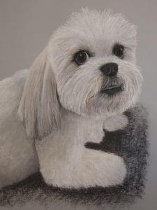 Lhasa Apso, Pet Portrait, Dog, Dog Portrait, Pastel, Artist, Drawing, Painting, hand drawn