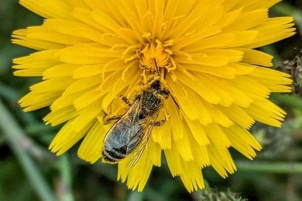 Pollen covered bee on common dandelion