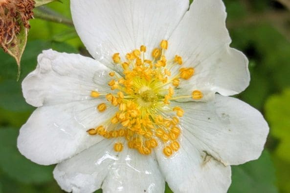 Field Rose Bloom