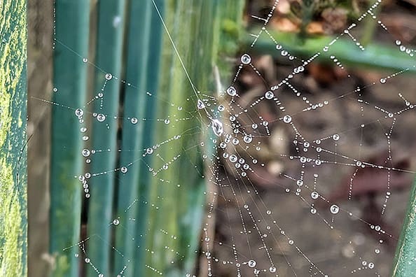 December Nature Challenge Culmination